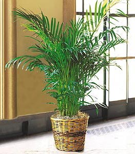  Ankara �i�ek sipari�i vermek  Areca Palm ithal kaliteli