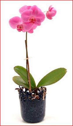  Ankara �i�ek ma�azas� , �i�ek�i adresleri  Phalaenopsis Orchid Plant