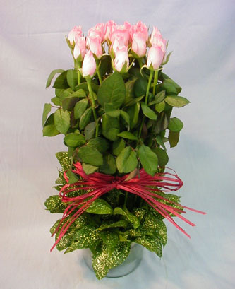 13 adet pembe g�l silindirde   Ankara �i�ek yolla 