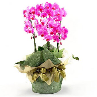  Ankara �nternetten �i�ek sipari�i  2 dal orkide , 2 k�kl� orkide - saksi �i�egidir