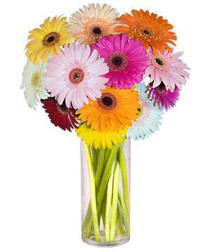  Ankara internetten �i�ek sipari�i  Farkli renklerde 15 adet gerbera �i�egi