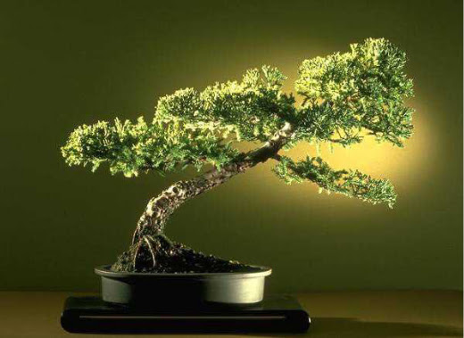 ithal bonsai saksi �i�egi  Ankara �i�ek�i ma�azas� 