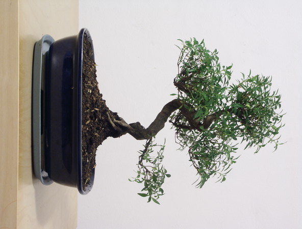 ithal bonsai saksi �i�egi  Ankara �i�ek sipari�i vermek 