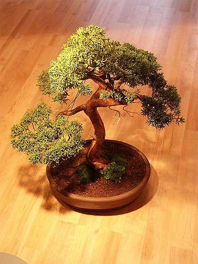 ithal bonsai saksi �i�egi  Ankara �i�ek ma�azas� , �i�ek�i adresleri 