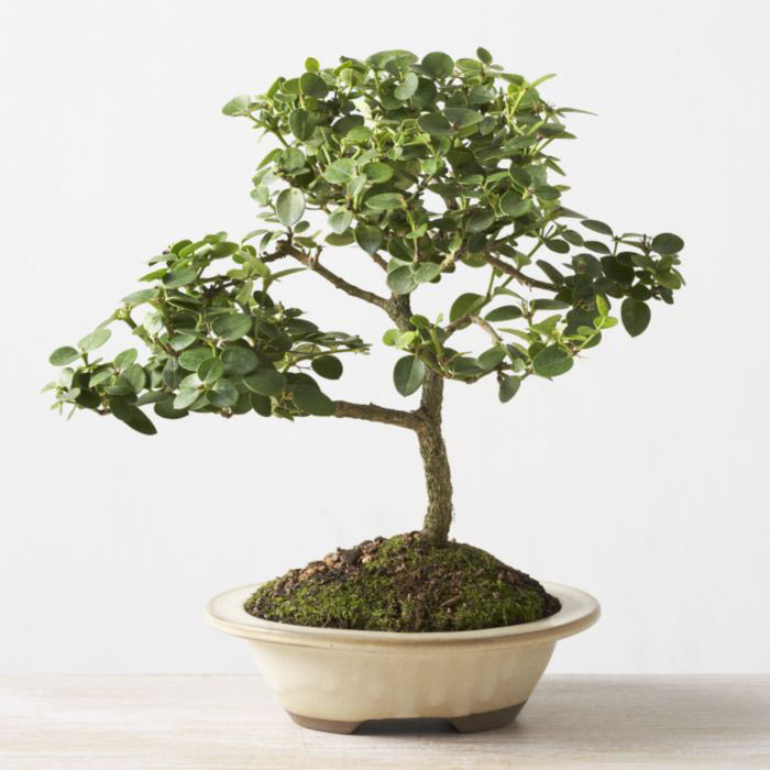 ithal bonsai saksi �i�egi  Ankara �i�ek online �i�ek sipari�i 