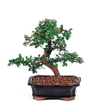 ithal bonsai saksi �i�egi  Ankara �i�ek sipari�i vermek 