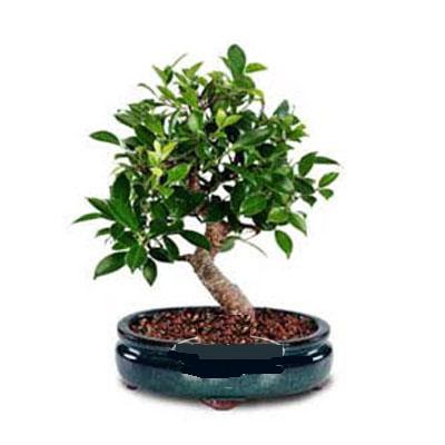 ithal bonsai saksi �i�egi  Ankara �i�ek sipari�i sitesi 