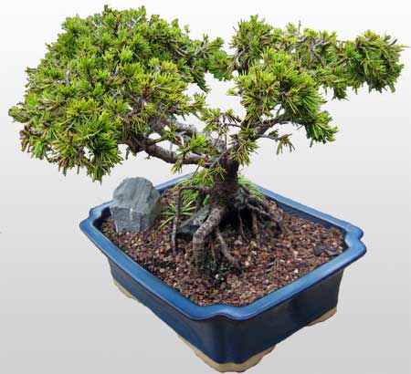 ithal bonsai saksi �i�egi  Ankara �i�ek�i ma�azas� 