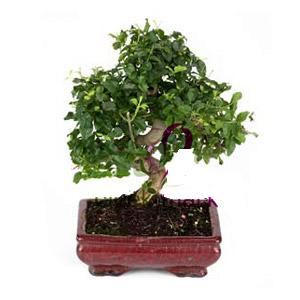 ithal bonsai saksi �i�egi  Ankara anneler g�n� �i�ek yolla 