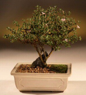 ithal bonsai saksi �i�egi  Ankara �i�ek ma�azas� , �i�ek�i adresleri 