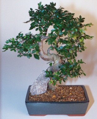  Ankara �i�ek g�nderme sitemiz g�venlidir  ithal bonsai saksi �i�egi  Ankara �i�ek sipari�i sitesi 