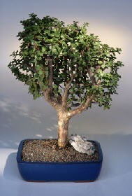  Ankara �i�ek g�nderme  ithal bonsai saksi �i�egi  Ankara �i�ek�iler 
