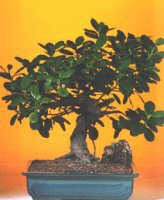  Ankara �i�ek�i telefonlar�  ithal bonsai saksi �i�egi  Ankara internetten �i�ek sipari�i 