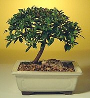  Ankara ucuz �i�ek g�nder  ithal bonsai saksi �i�egi  Ankara cicek , cicekci 