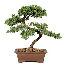 ithal bonsai saksi �i�egi  Ankara �i�ek g�nderme sitemiz g�venlidir 
