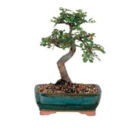  Ankara hediye �i�ek yolla  ithal bonsai saksi �i�egi  Ankara �i�ek g�nderme sitemiz g�venlidir 