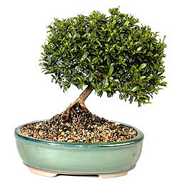  Ankara cicekciler , cicek siparisi  ithal bonsai saksi �i�egi  Ankara hediye sevgilime hediye �i�ek 