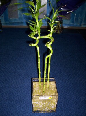 Lucky Bamboo 3 adet saksi �i�egi  Ankara cicekciler , cicek siparisi 