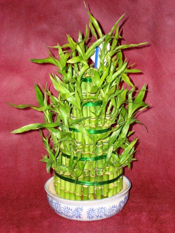 Lucky Bamboo sans melegi �i�egi  Ankara �i�ek sipari�i sitesi 