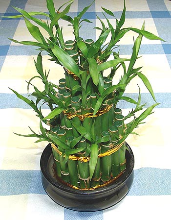 Lucky Bamboo sans melegi �i�egi  Ankara �i�ek�iler 