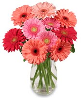 vazo i�erisinde 13 adet gerbera �i�e�i  Ankara �i�ek sipari�i sitesi 