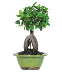 Bonsai saks� �i�e�i  Ankara �i�ek sipari�i sitesi 