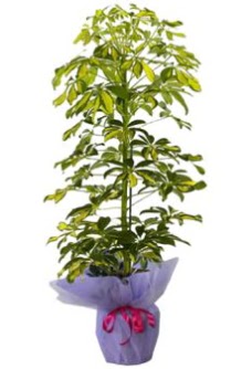 Schefflera Tekli �� mnekan saks� �i�e�i  Ankara �i�ek�i ma�azas� 