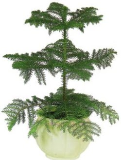 Araucaria Heterophylla i� mekan saks�  Ankara �i�ek ma�azas� , �i�ek�i adresleri 