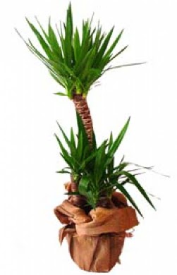 2 li yucca saks� �i�e�i  Ankara �i�ek ma�azas� , �i�ek�i adresleri 
