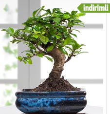 Bonsai japon a�ac�  Ankara �i�ek sat��� 