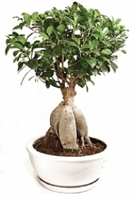 Bonsai japon a�ac� yaprak d�kmeyen  Ankara �i�ek yolla 