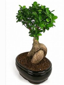 Bonsai saks� bitkisi japon a�ac�  Ankara �i�ek sipari�i sitesi 