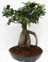 5 ya��nda japon a�ac� bonsai bitkisi  Ankara internetten �i�ek sat��� 