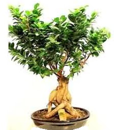 Bonsai Japon a�ac� saks� bitkisi  Ankara �i�ek sipari�i sitesi 