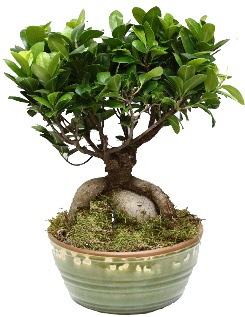 Japon a�ac� bonsai saks� bitkisi  Ankara �nternetten �i�ek sipari�i 