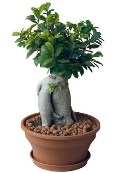 Japon a�ac� bonsai saks� bitkisi  Ankara �i�ek g�nderme 