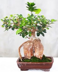 Japon a�ac� bonsai saks� bitkisi  Ankara ucuz �i�ek g�nder 
