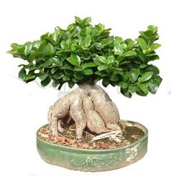 Japon a�ac� bonsai saks� bitkisi  Ankara �i�ek g�nderme 