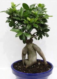 bonsai japon a�ac� saks� �i�e�i  Ankara �i�ek servisi , �i�ek�i adresleri 