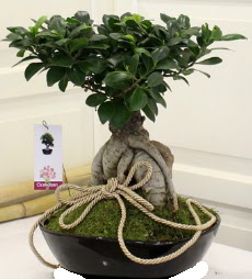 Japon a�ac� bonsai sat���  Ankara �i�ek servisi , �i�ek�i adresleri 