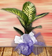Orta boy Tropik saks� bitkisi orta boy 65 cm  Ankara �i�ek servisi , �i�ek�i adresleri 