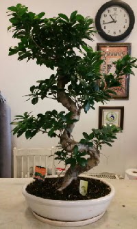 100 cm y�ksekli�inde dev bonsai japon a�ac�  Ankara �nternetten �i�ek sipari�i 