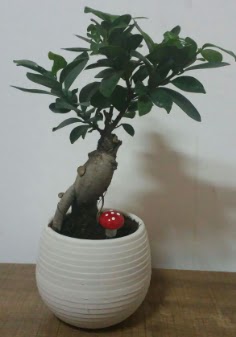 Bonsai japon a�ac� saks� �i�e�i  Ankara �i�ek g�nderme sitemiz g�venlidir 