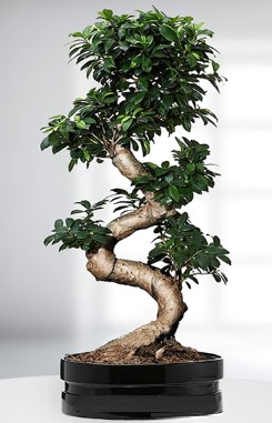 90 CM Japon A�ac� Bonsai saks� �i�e�i  Ankara g�venli kaliteli h�zl� �i�ek 