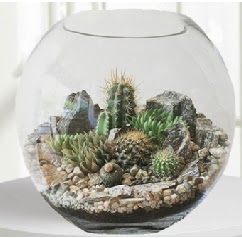Cam fanus Terrarium 5 kakt�s  Ankara �i�ek ma�azas� , �i�ek�i adresleri 