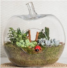 Elma terrarium orta boy 4 kakt�s  Ankara �i�ek sipari�i sitesi 