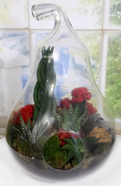 5 adet kakt�s orta boy armut terrarium  Ankara �i�ek sipari�i sitesi 