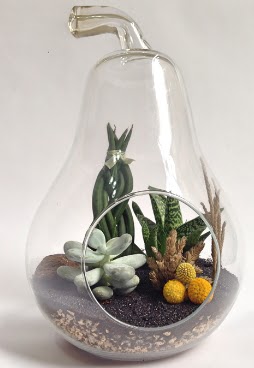 Orta boy armut 5 kakt�s terrarium  Ankara ucuz �i�ek g�nder 