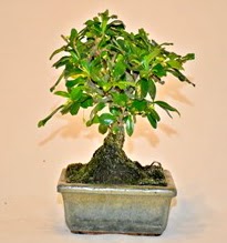 Zelco bonsai saks� bitkisi  Ankara �i�ek servisi , �i�ek�i adresleri 