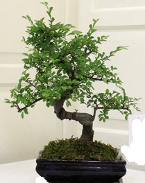 Bonsai saks� �i�e�i  Ankara 14 �ubat sevgililer g�n� �i�ek 